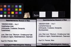 Foto (Objket + Etiketten) von Culmenformosa sp. 